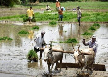 பி.எம்.கிசான் திட்டத்தில் பித்தலாட்டம்: லஞ்ச அதிகாரிகளால் விவசாயிகள் தவிப்பு