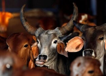 விவசாயிகளை தொடரும் துன்பம் : வெந்த புண்ணில் வேல் பாய்ச்சும் கர்நாடகாவின் பசுவதை தடுப்புச் சட்டம்